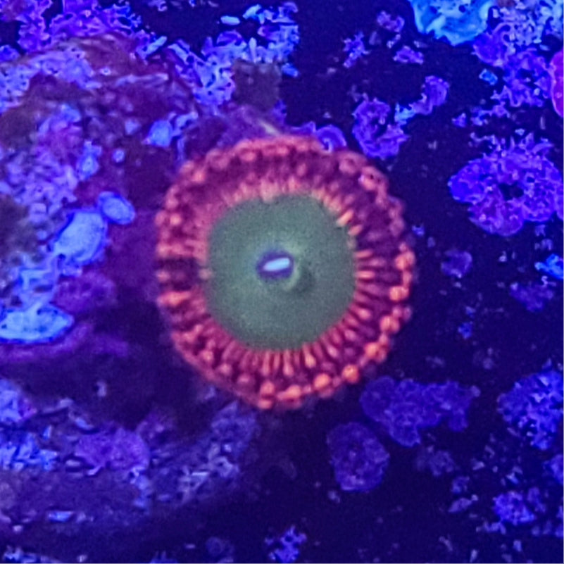 Zoanthid: Candy Apple 023 4D