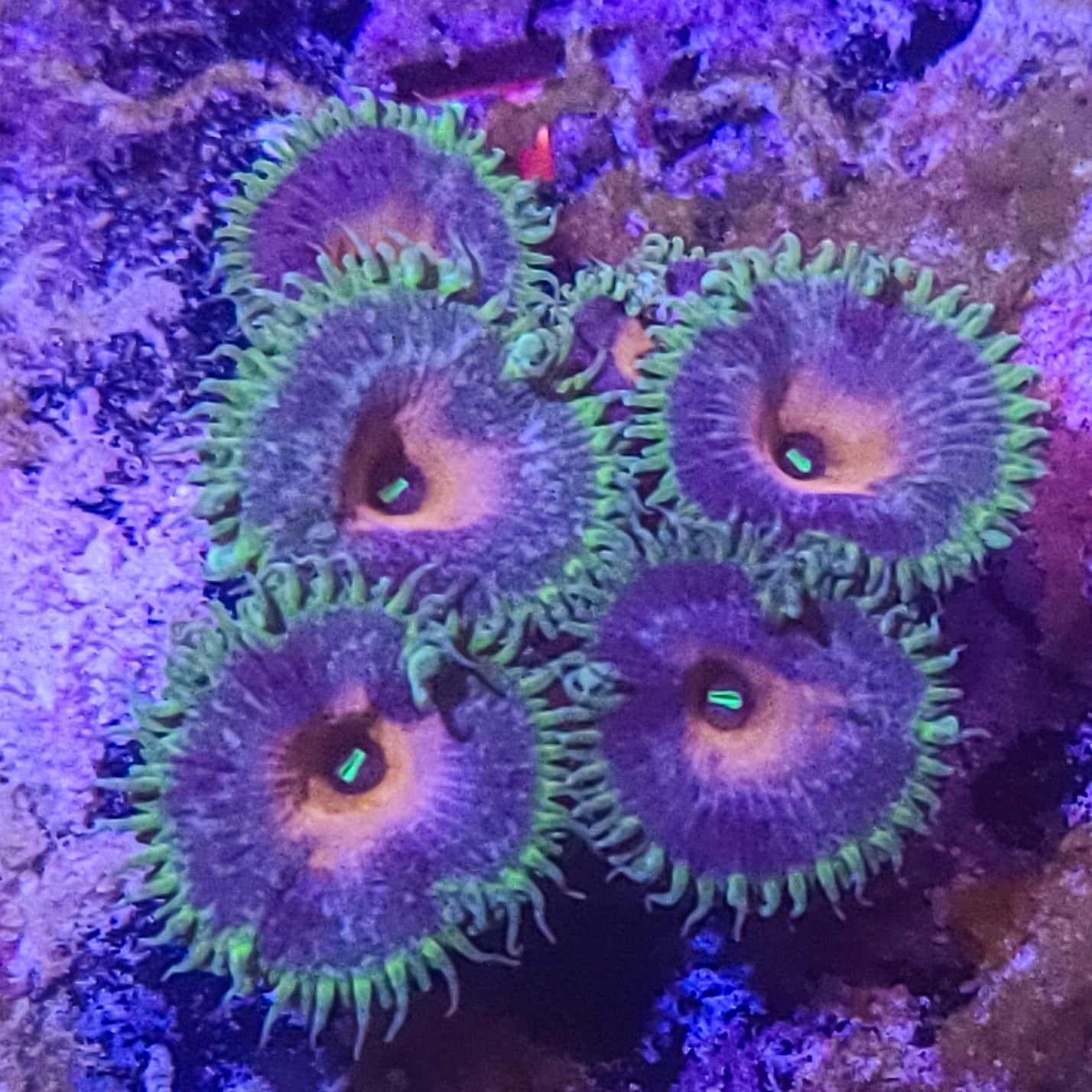 Zoanthid: Captain Jerk 023 1F