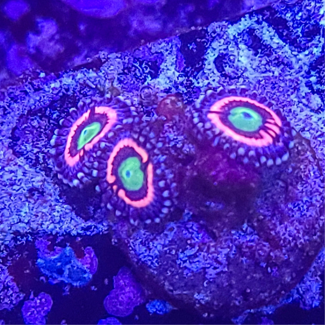 Zoanthid: Cats Eye 022 4A