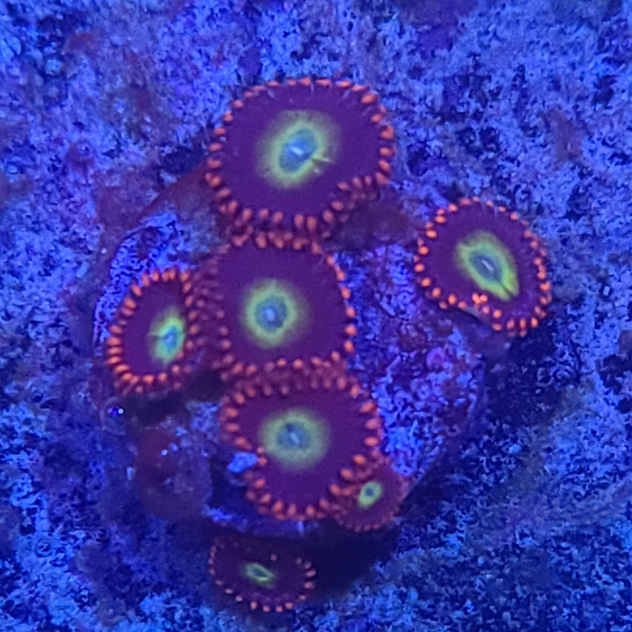 Zoanthid: Circus 022 11H