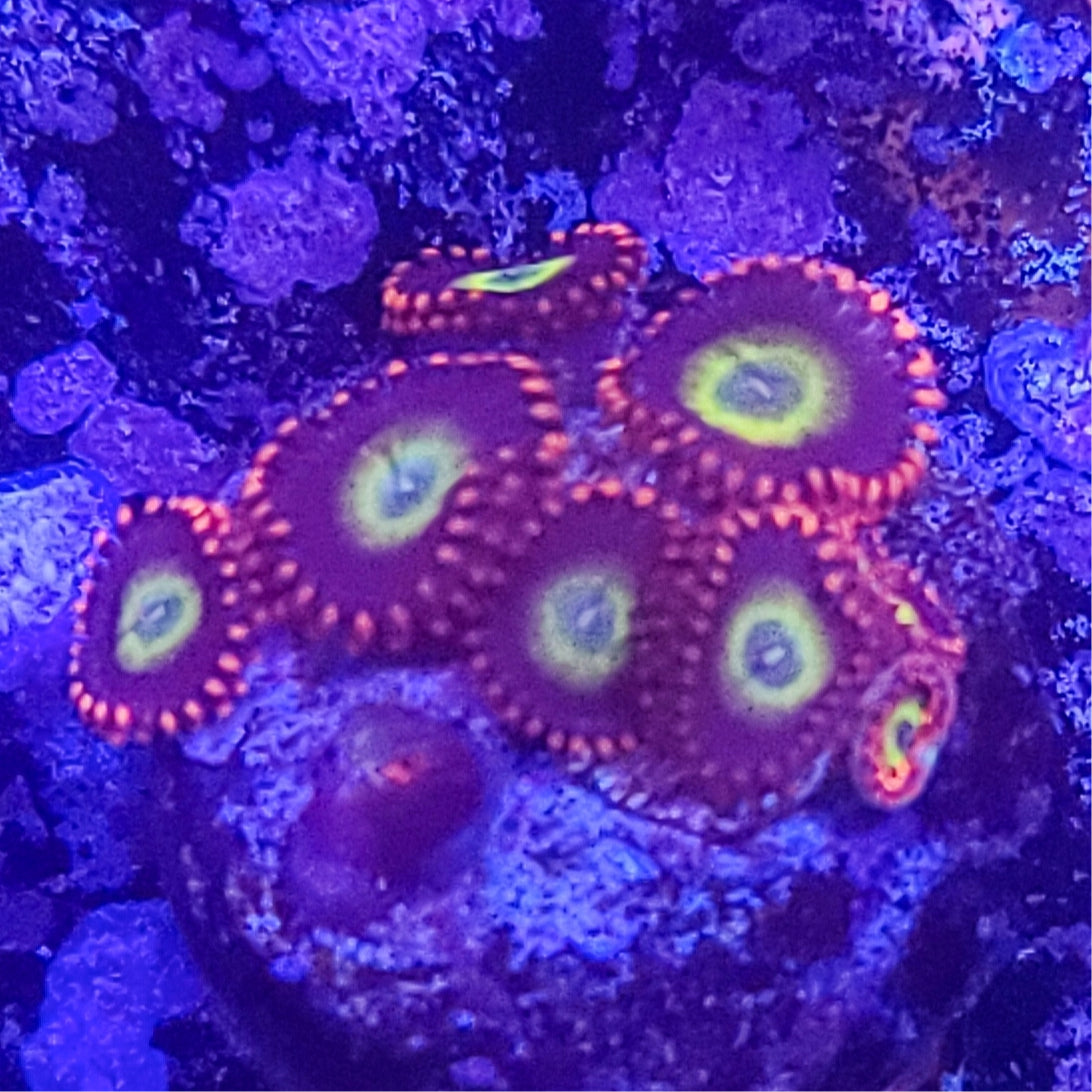 Zoanthid: Circus 022 3I