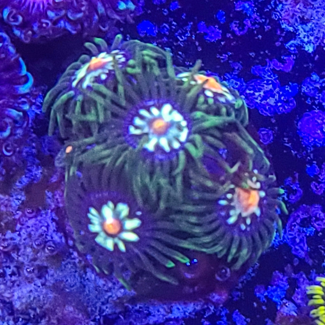 Zoanthid: Daisy Cutters 023 4B