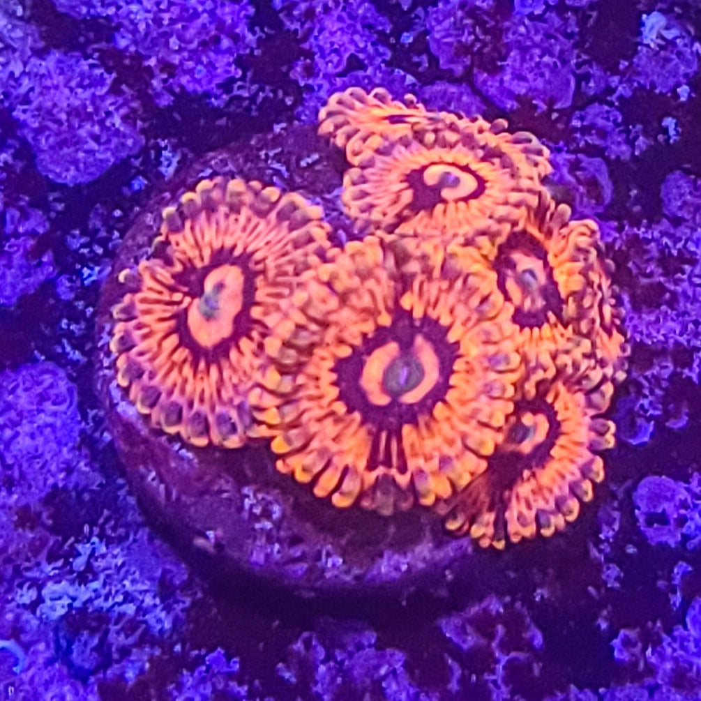 Zoanthid: El Corazon 023 3H