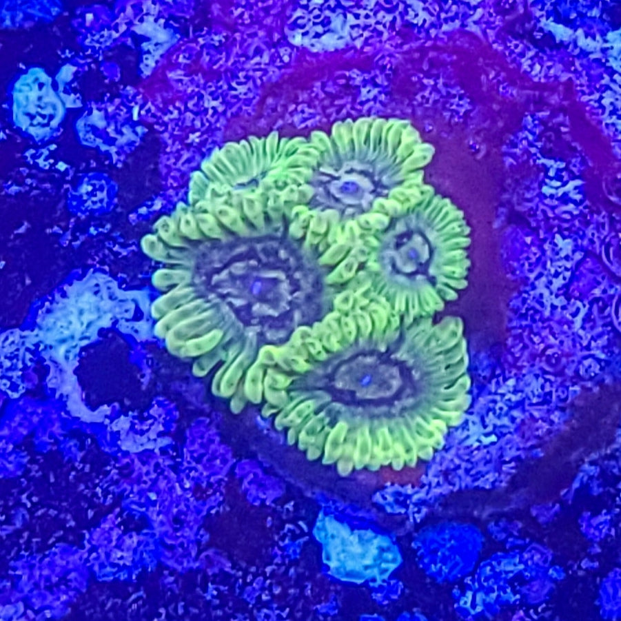 Zoanthid: Emerald Maul 022 10B