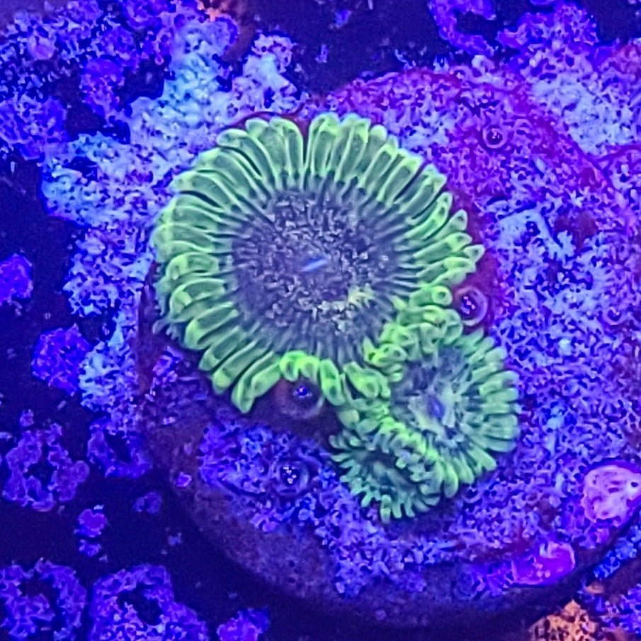 Zoanthid: Emerald Maul 022 7A