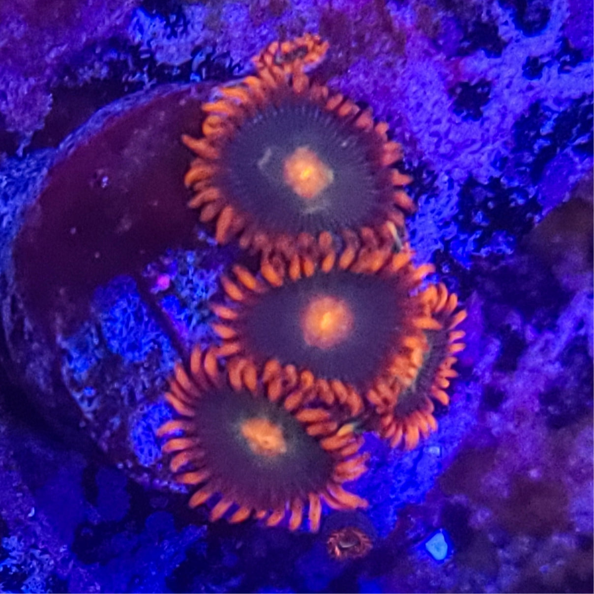 Zoanthid: Gatorade 023 2A