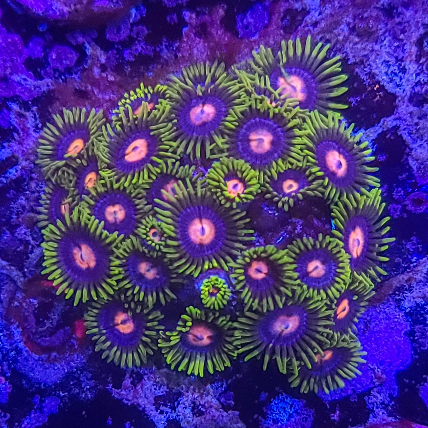 Zoanthid: TSA Glow Pops 022 1C