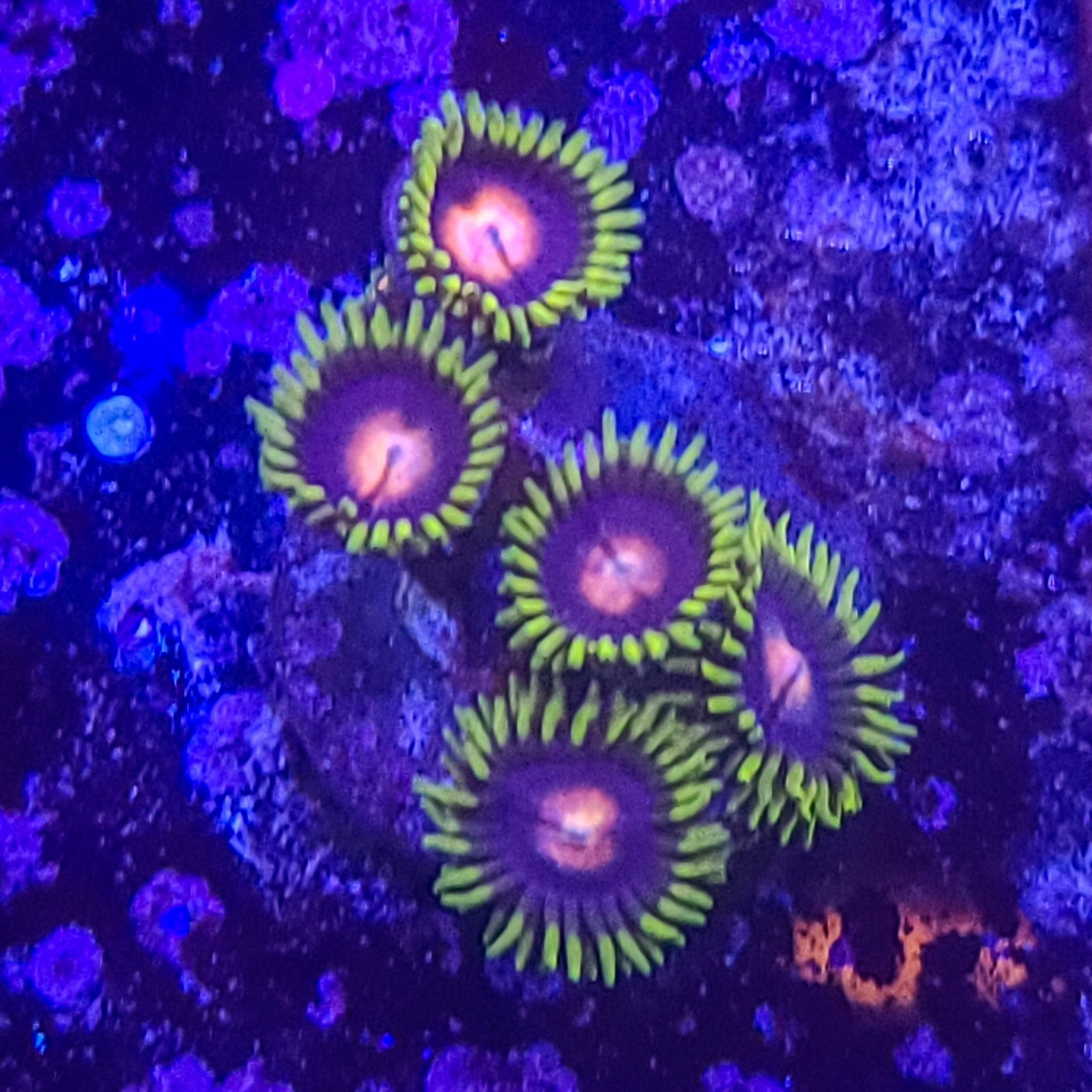Zoanthid: TSA Glow Pops 023 13A