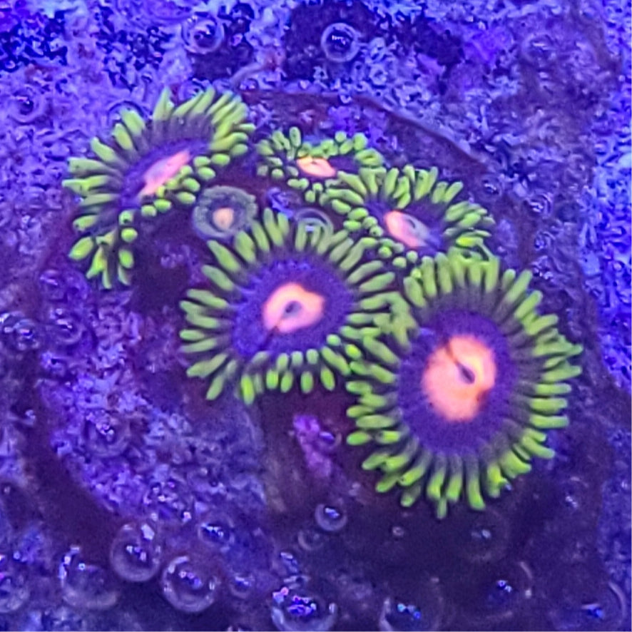 Zoanthid: TSA Glow Pops 023 9A