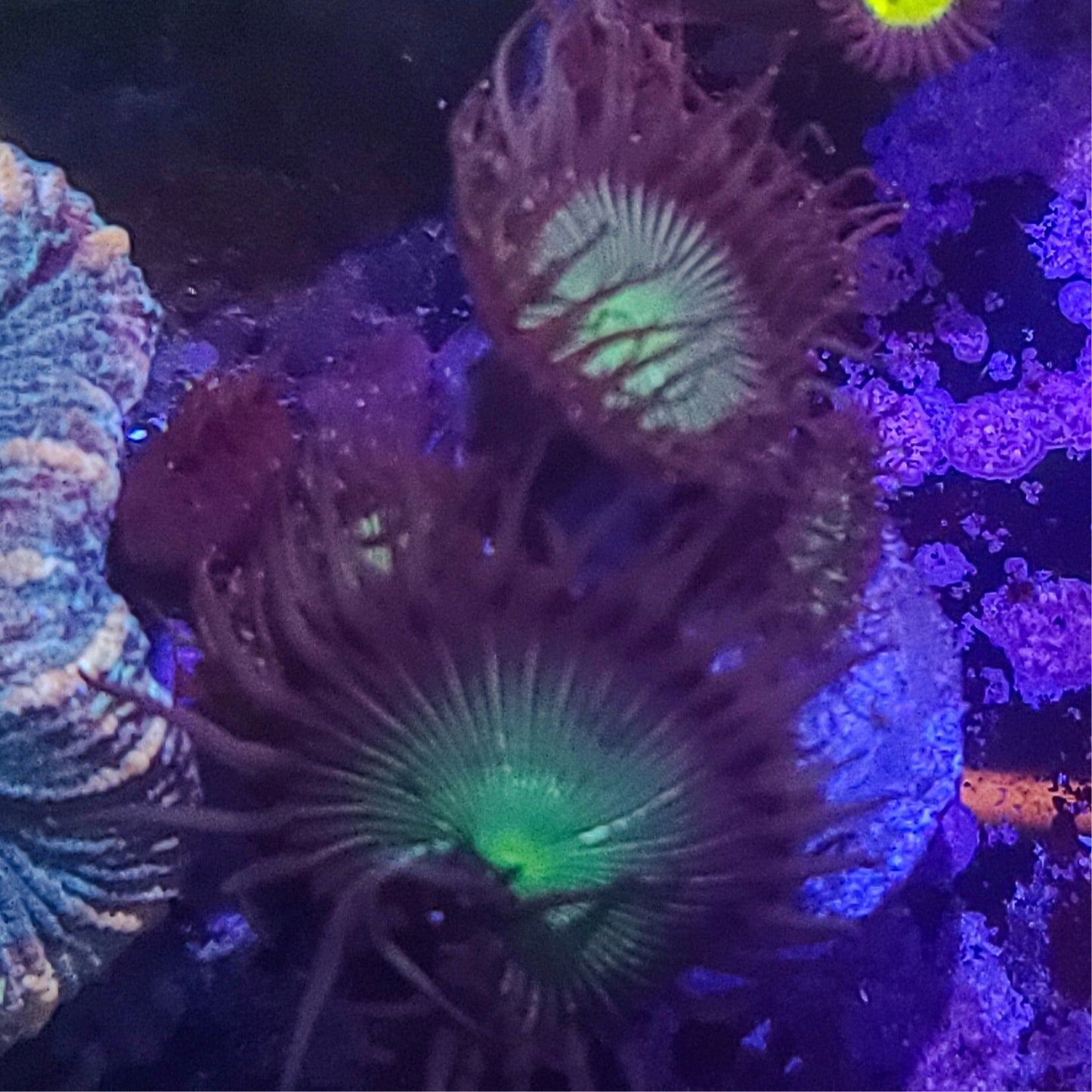 Zoanthid: Green Paly 023 11I