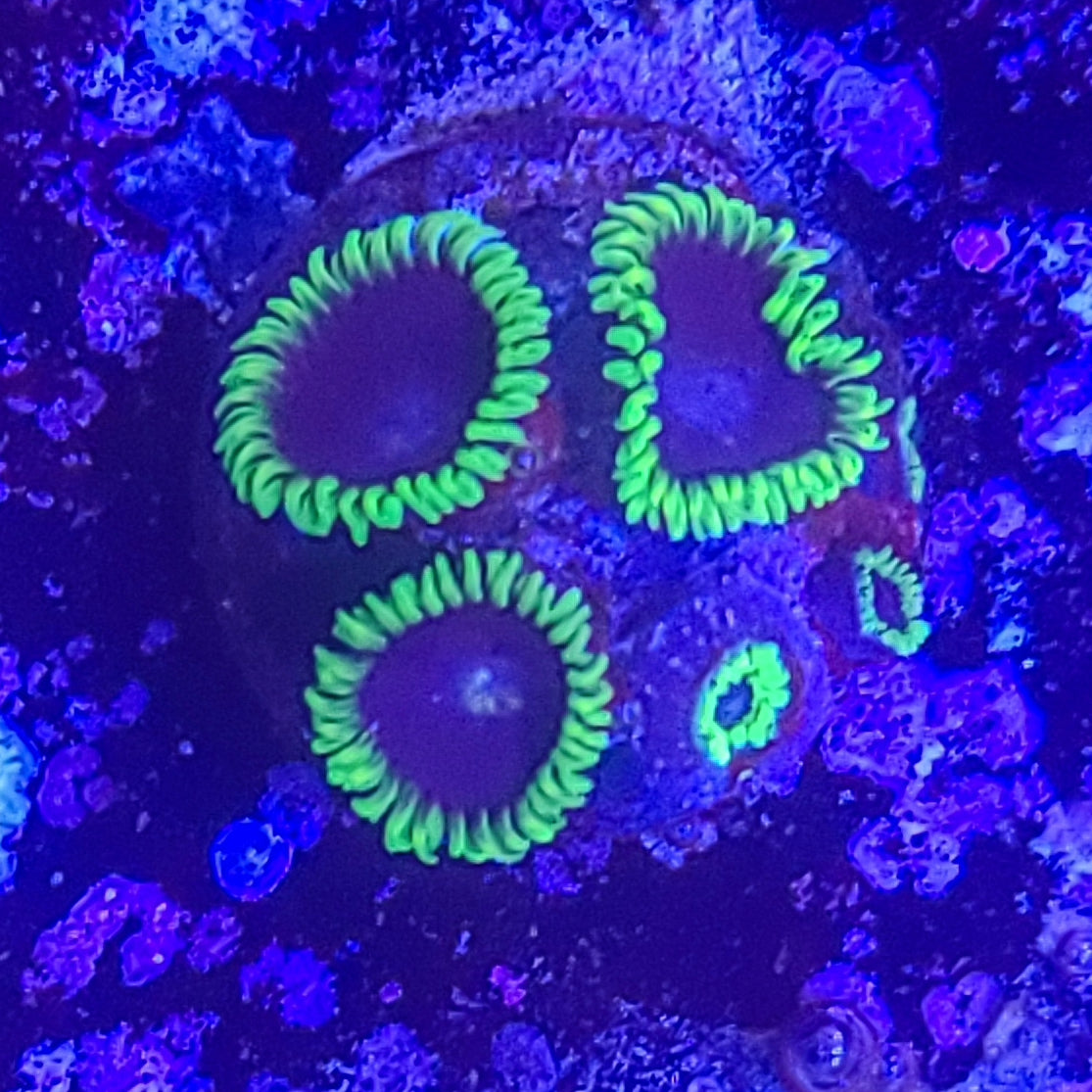 Zoanthid: Joker 023 7B