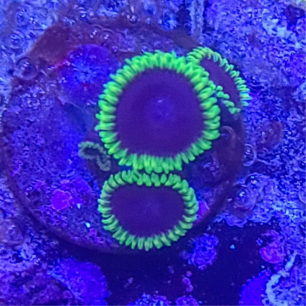 Zoanthid: Joker 023 8A