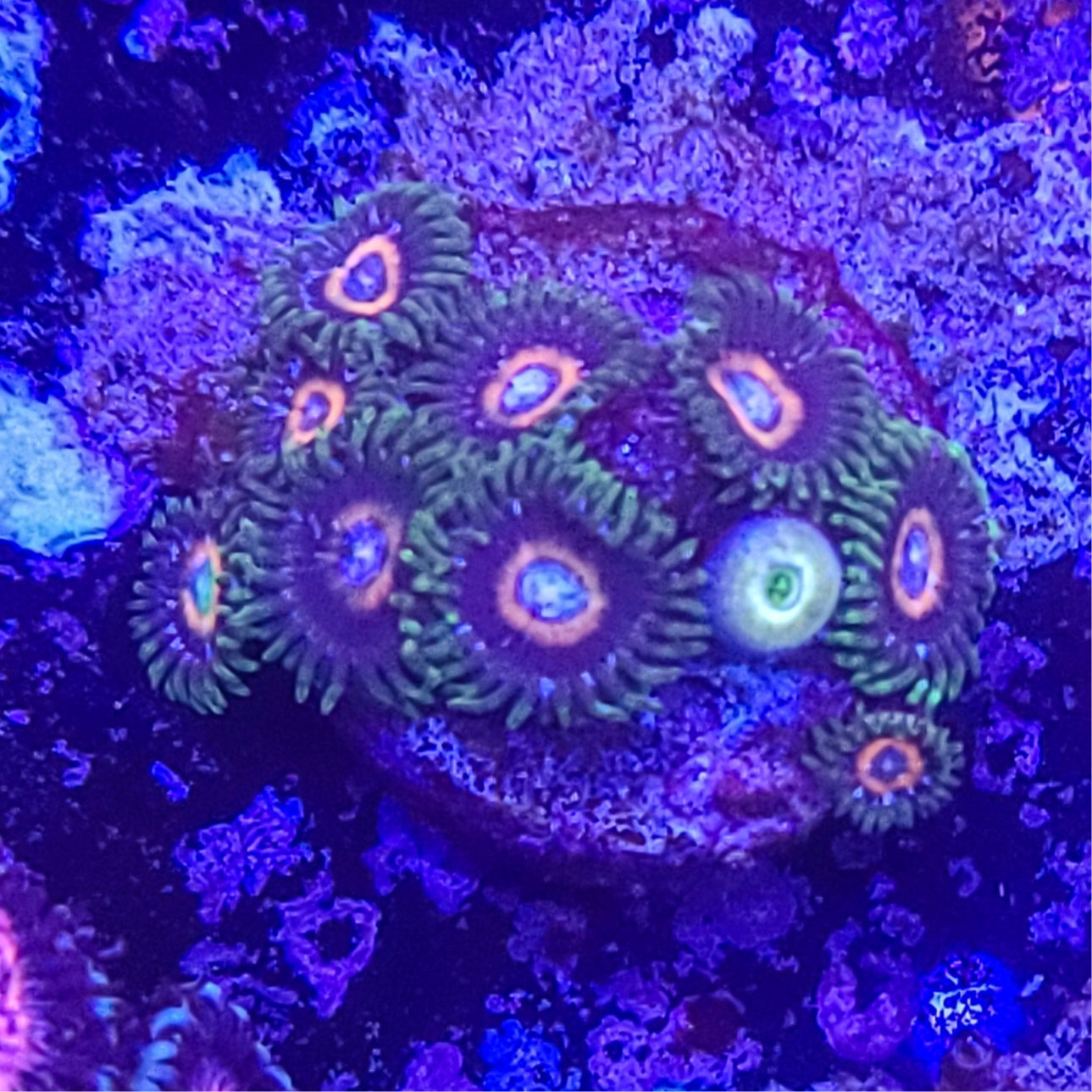 Zoanthid: JF Jungle Juice 022 3B