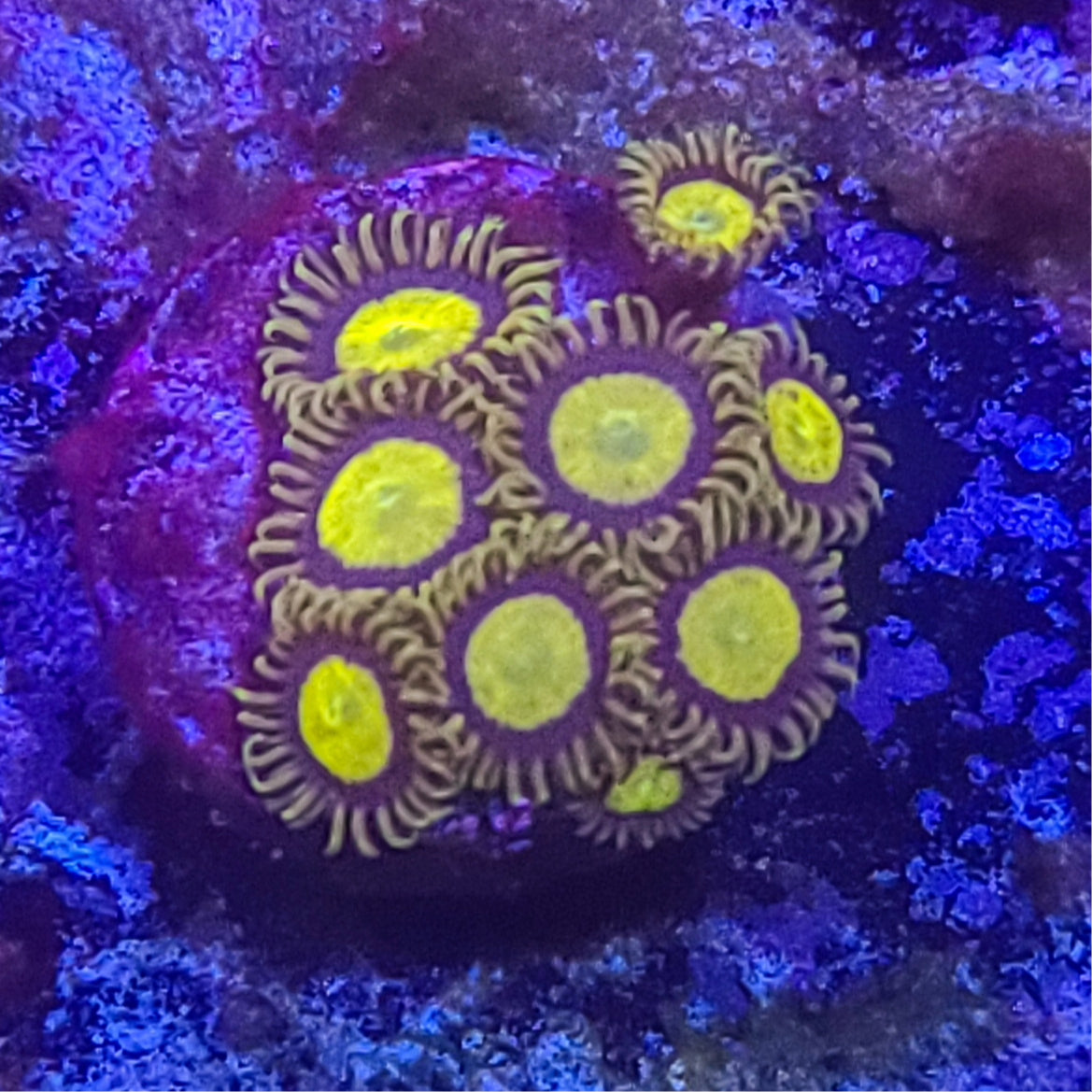 Zoanthid: King Midas 022 14D