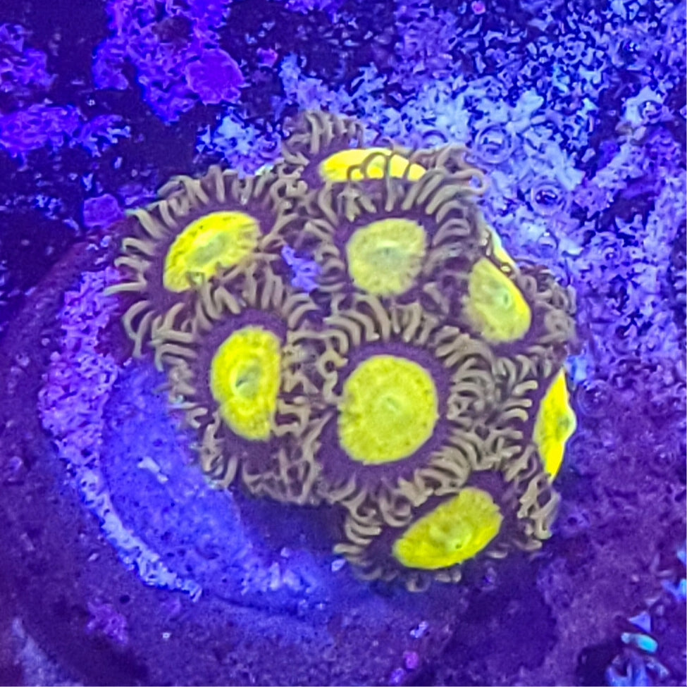 Zoanthid: King Midas 023 11B
