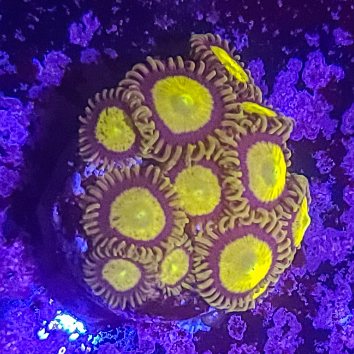Zoanthid: King Midas 023 7J