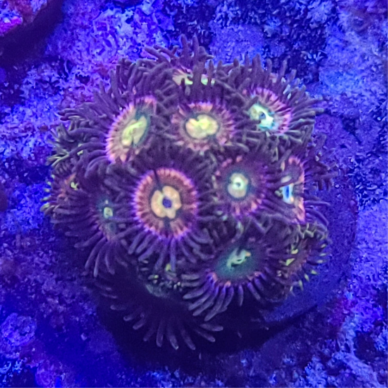 Zoanthid: RR Kraken 022 6E