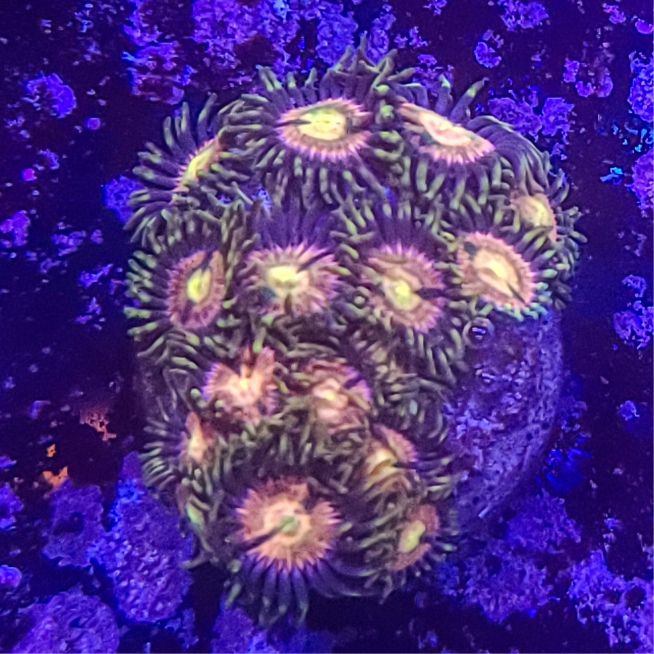 Zoanthid: RR Kraken 023 13D