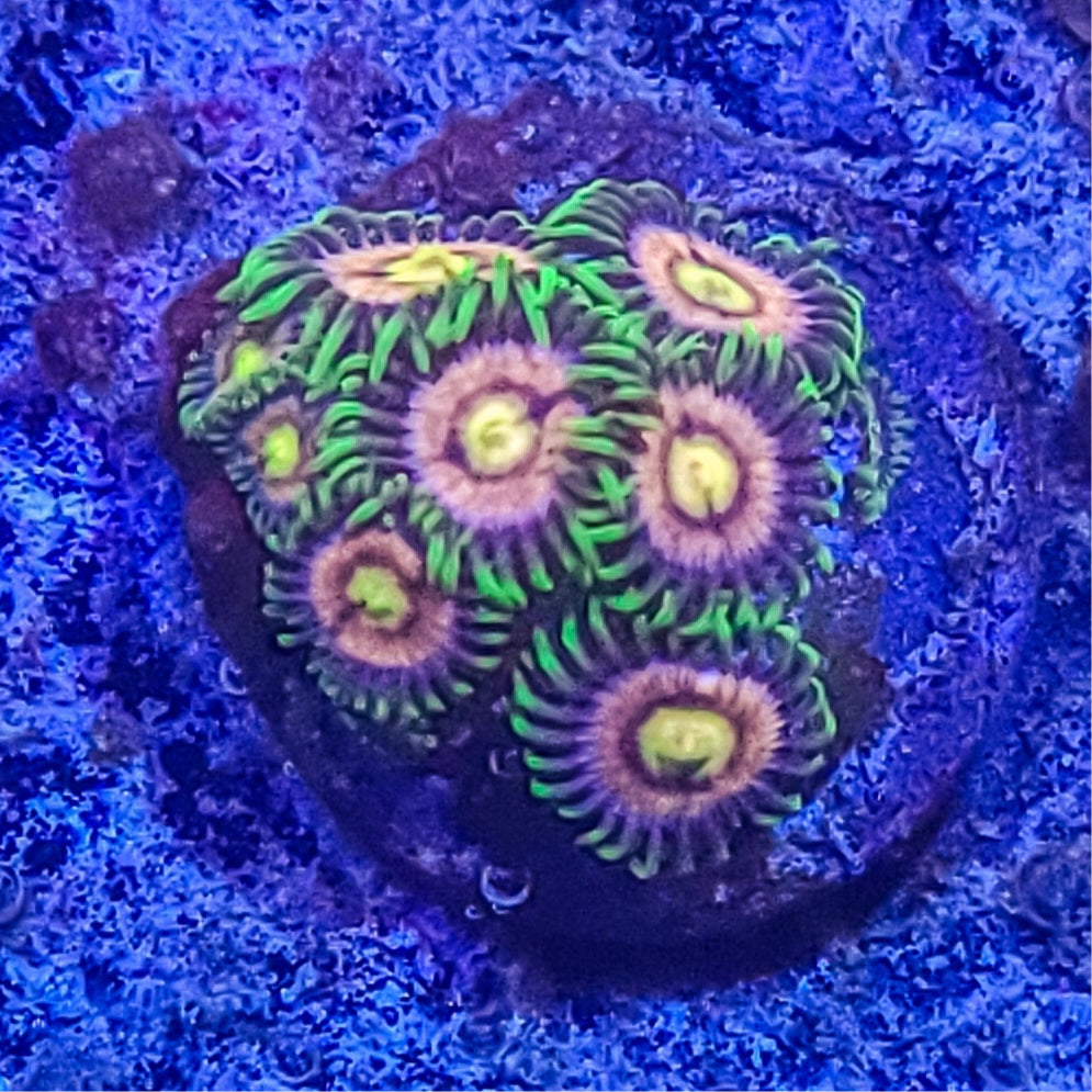 Zoanthid: Laser Lemon 022 12G