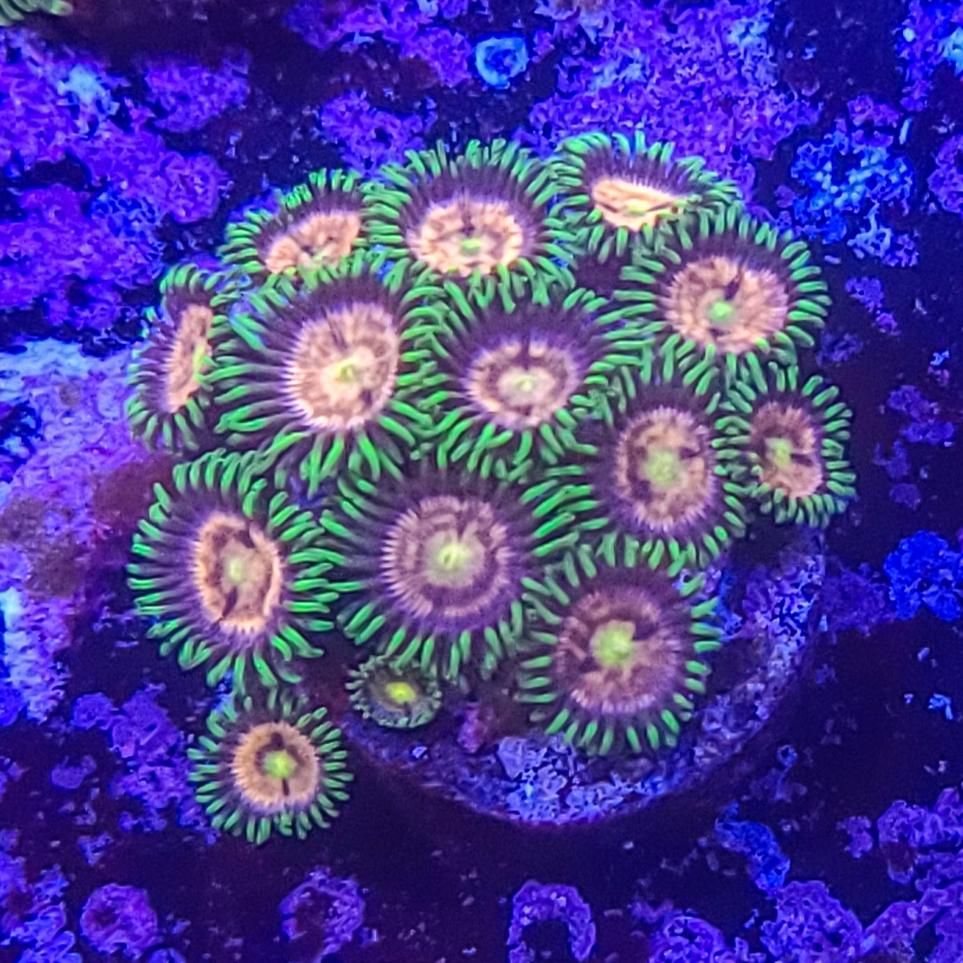 Zoanthid: Laser Lemon 023 4E