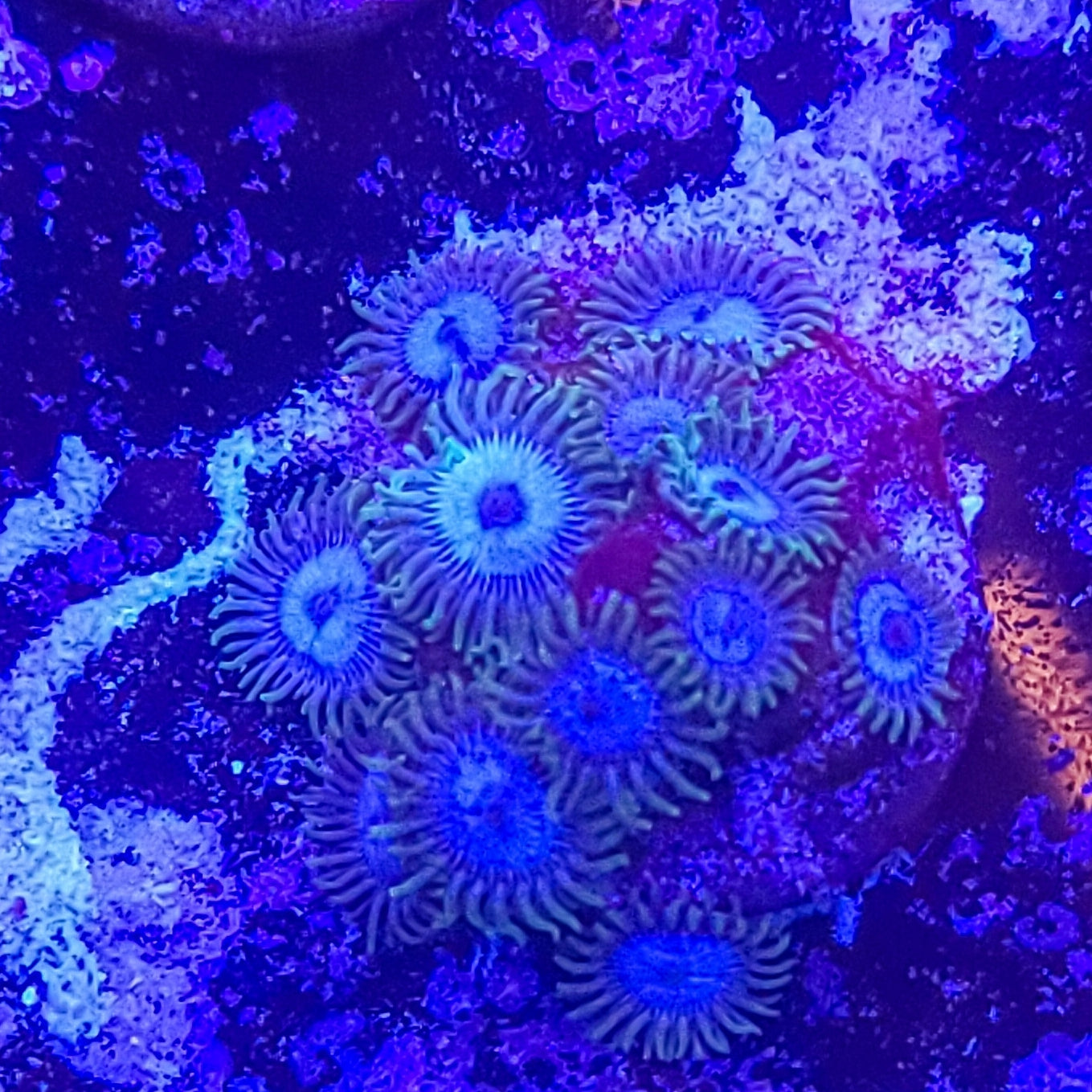 Zoanthid: WWC Lich King 022 7B