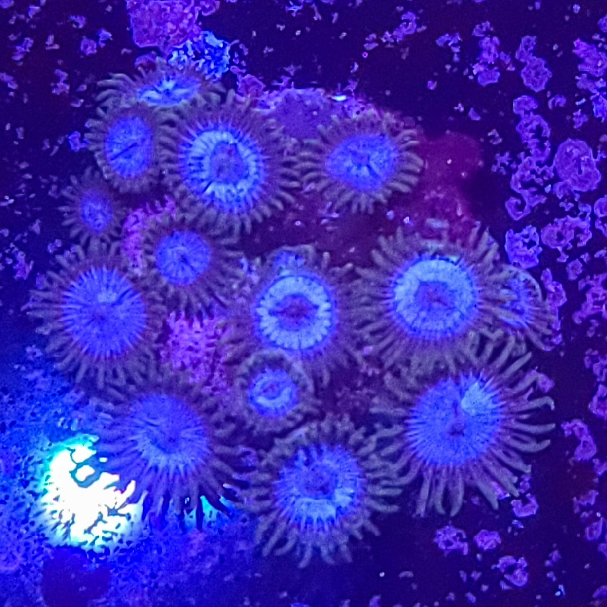 Zoanthid: WWC Lich King 023 6H