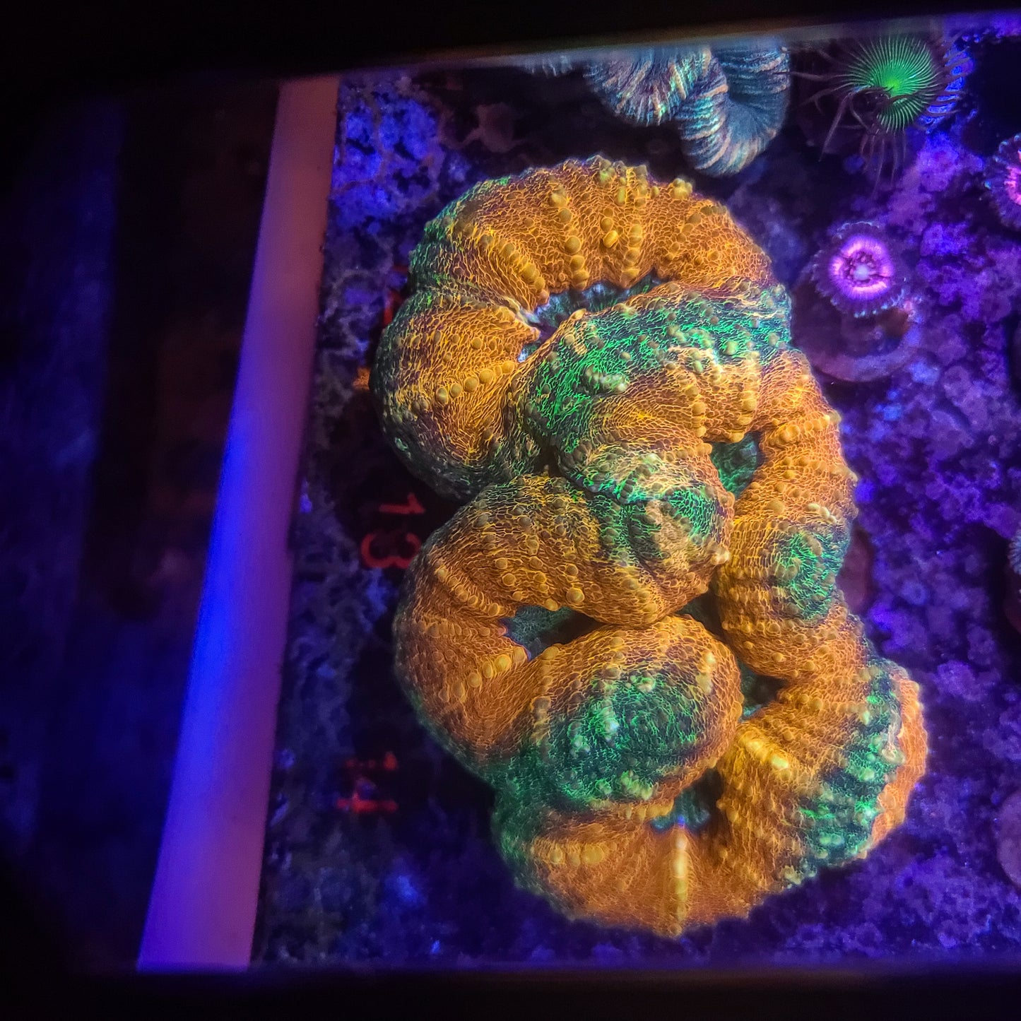 Lobophyllia: Leprechaun's Chain 023 13J