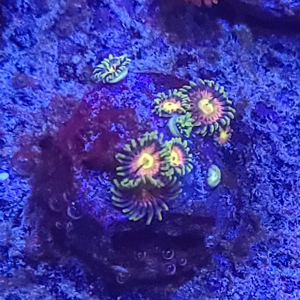Zoanthid: Nirvana 022 13F