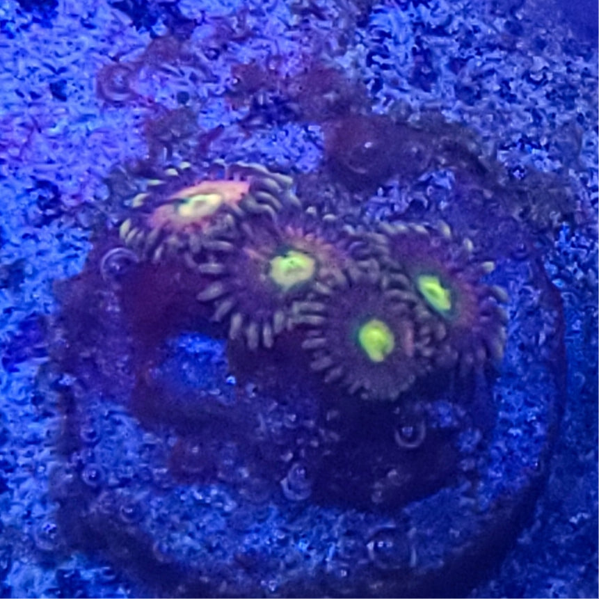 Zoanthid: Nirvana 022 13G