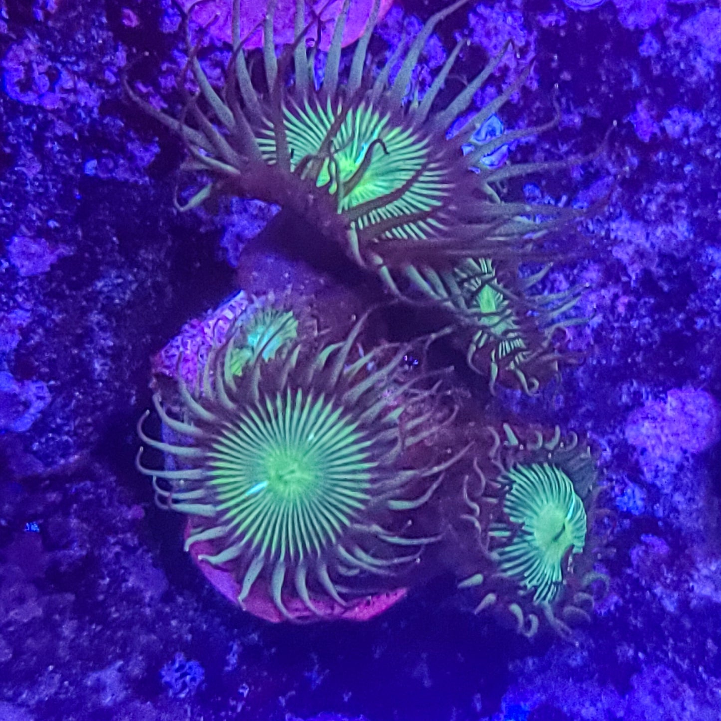 Zoanthid: Nuclear Green Paly 023 15D