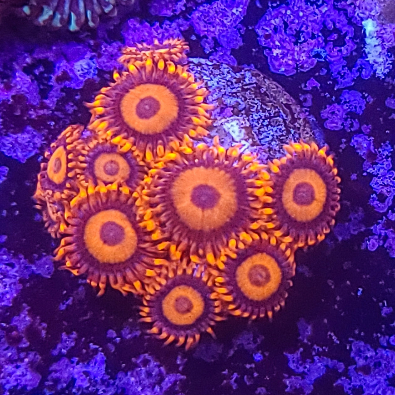 Zoanthid: Orange Oxide 023 4F