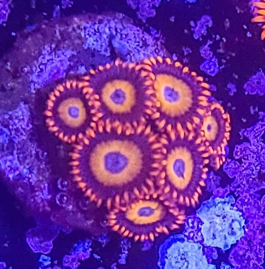 Zoanthid: Orange Oxide 023 7G
