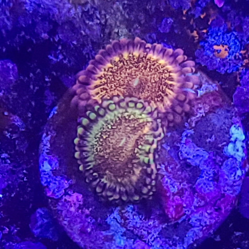 Zoanthid: Pandora 022 3H