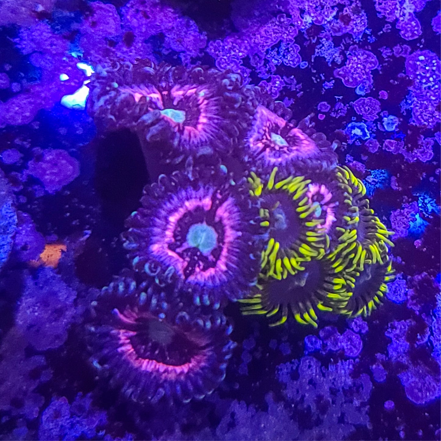 Zoanthid: Pink Constellations and Blueberry Fields 023 11H