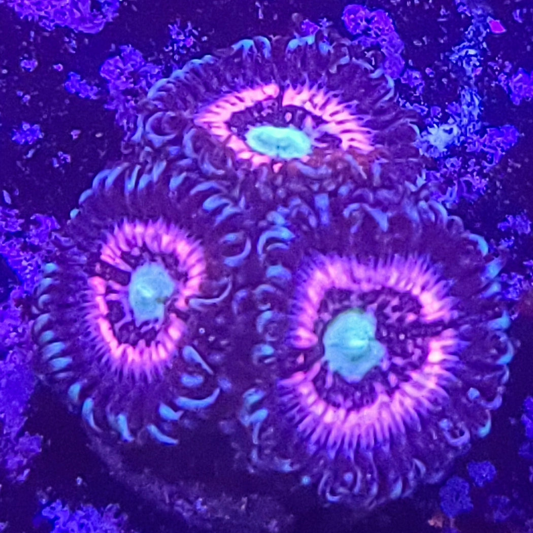 Zoanthid: Pink Constellations 023 11C