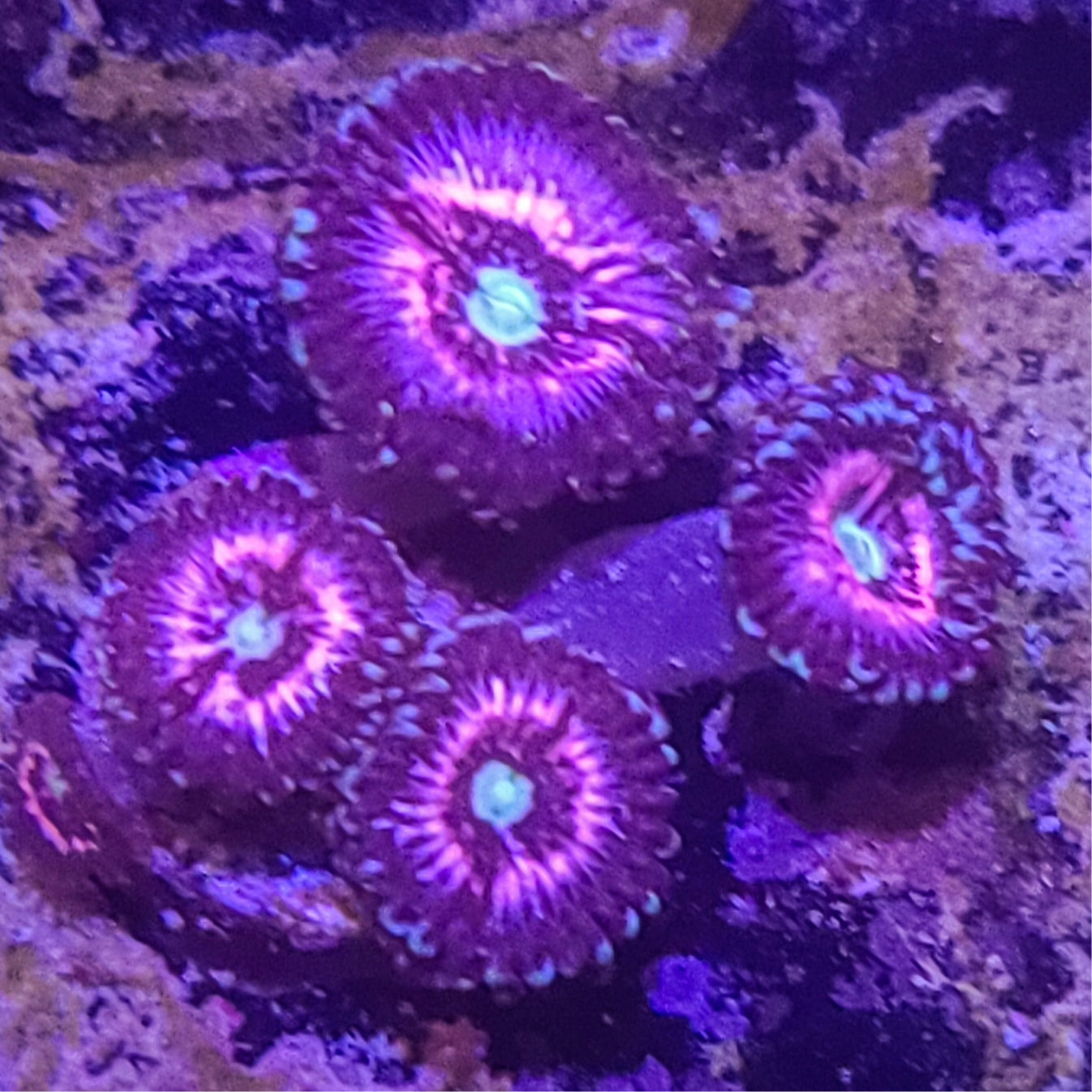 Zoanthid: Pink Constellations 023 1I
