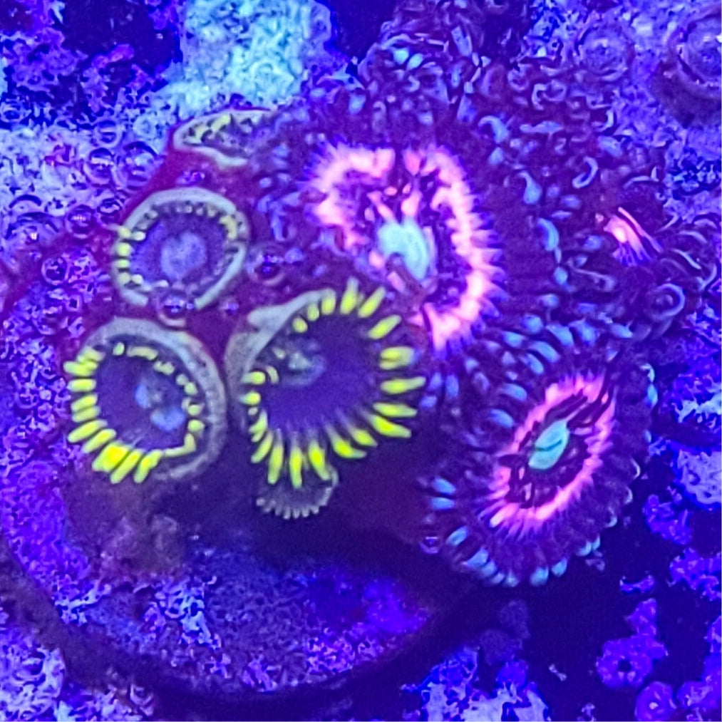 Zoanthid: Pink Constellations and Blueberry Fields 023 8B