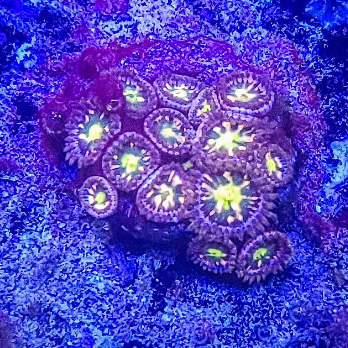 Zoanthid: Pink Minefield 022 11C