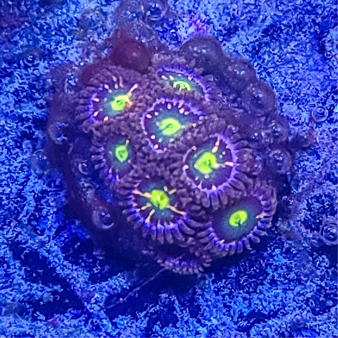 Zoanthid: Pink Minefield 022 11E