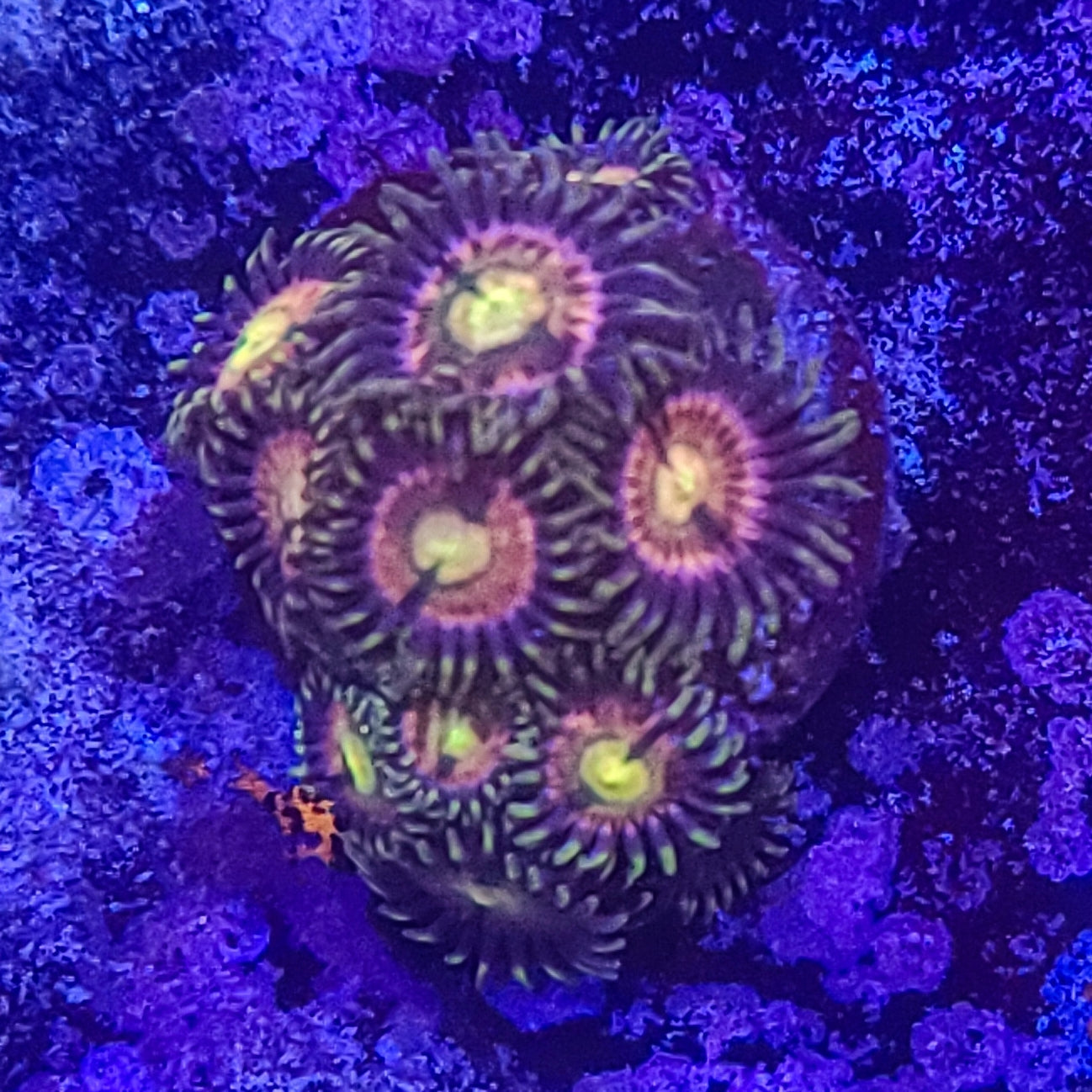 Zoanthid: Kraken 022 6I