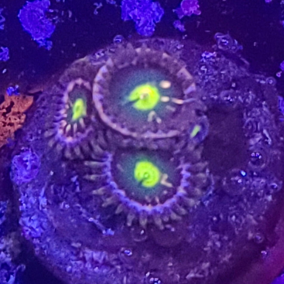 Zoanthid: Pink Minefield 023 15A