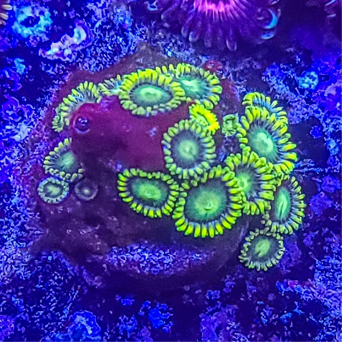 Zoanthid: Radioactive Dragon Eyes 022 12C