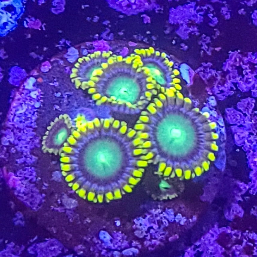 Zoanthid: Radioactive Dragon Eyes 023 5G