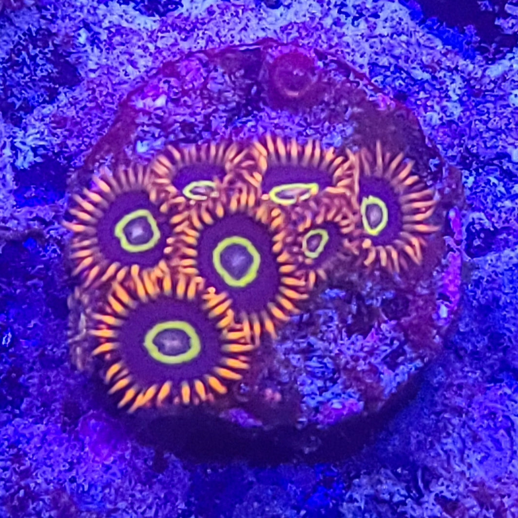 Zoanthid: Rainbow Hornets 022 6D