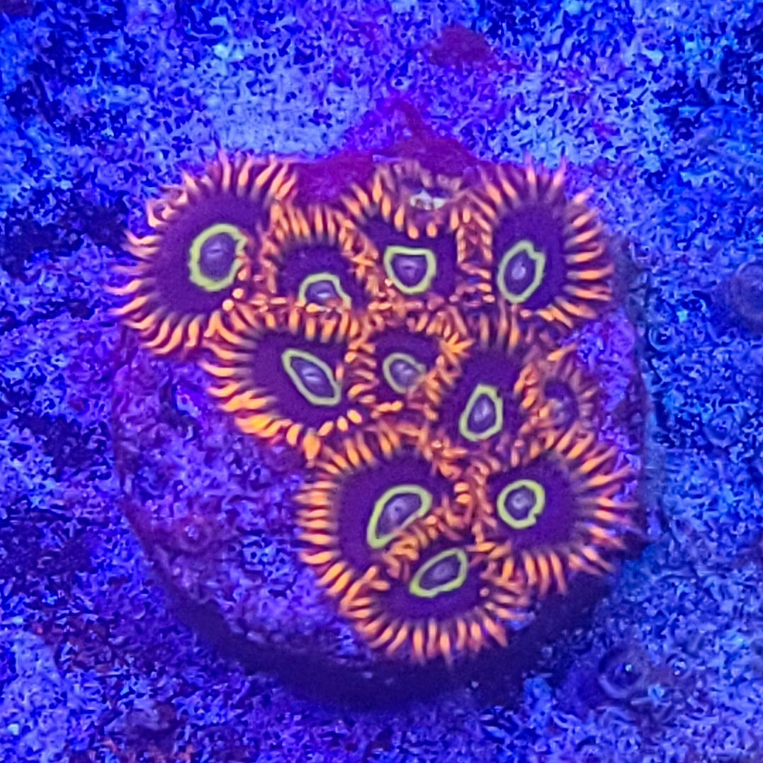 Zoanthid: Rainbow Hornets 022 9D