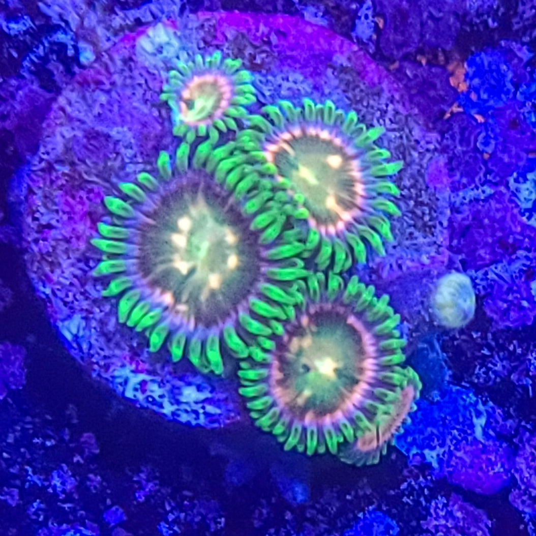 Zoanthid: SA Laser Lemon 022 4I