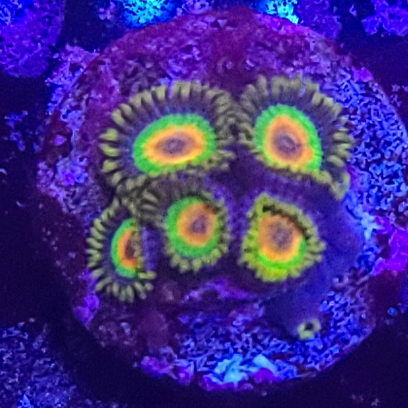 Zoanthid: Rasta 022 1D