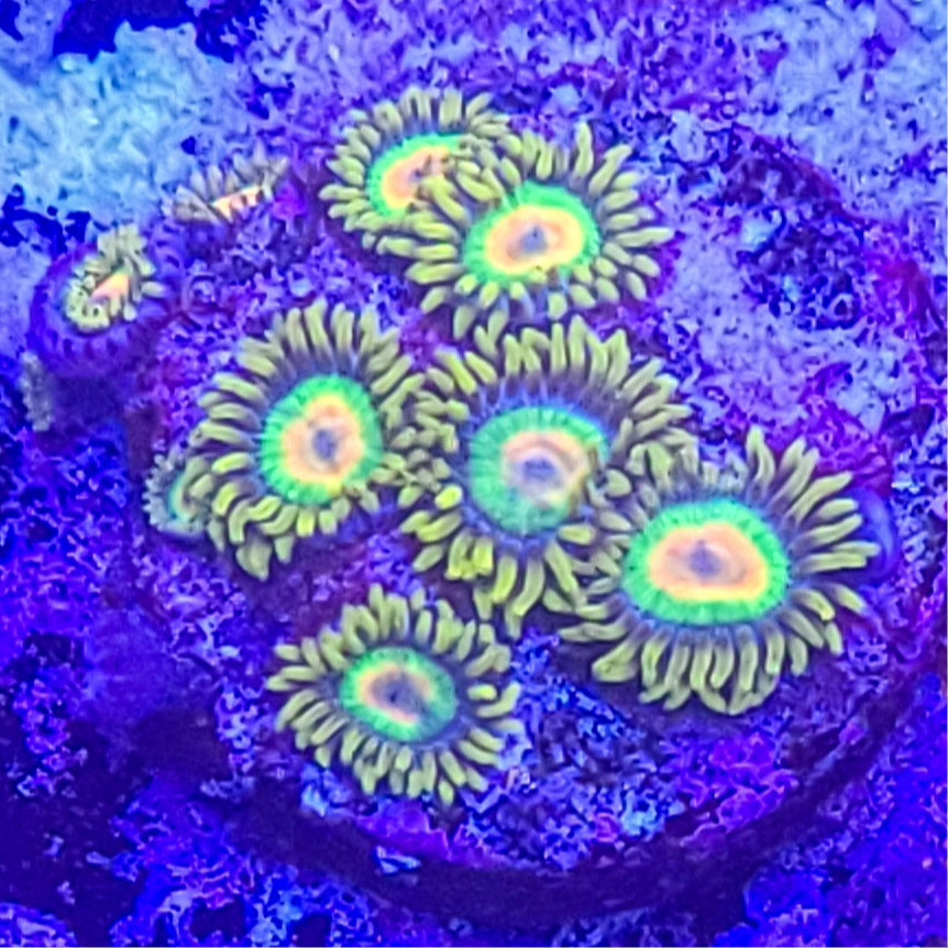 Zoanthid: Rasta 022 6A