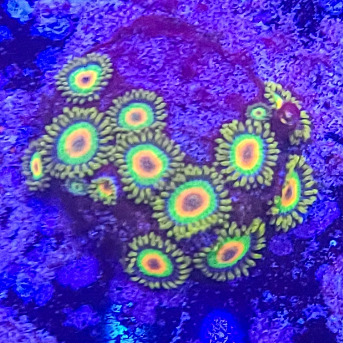 Zoanthid: Rasta 022 8D