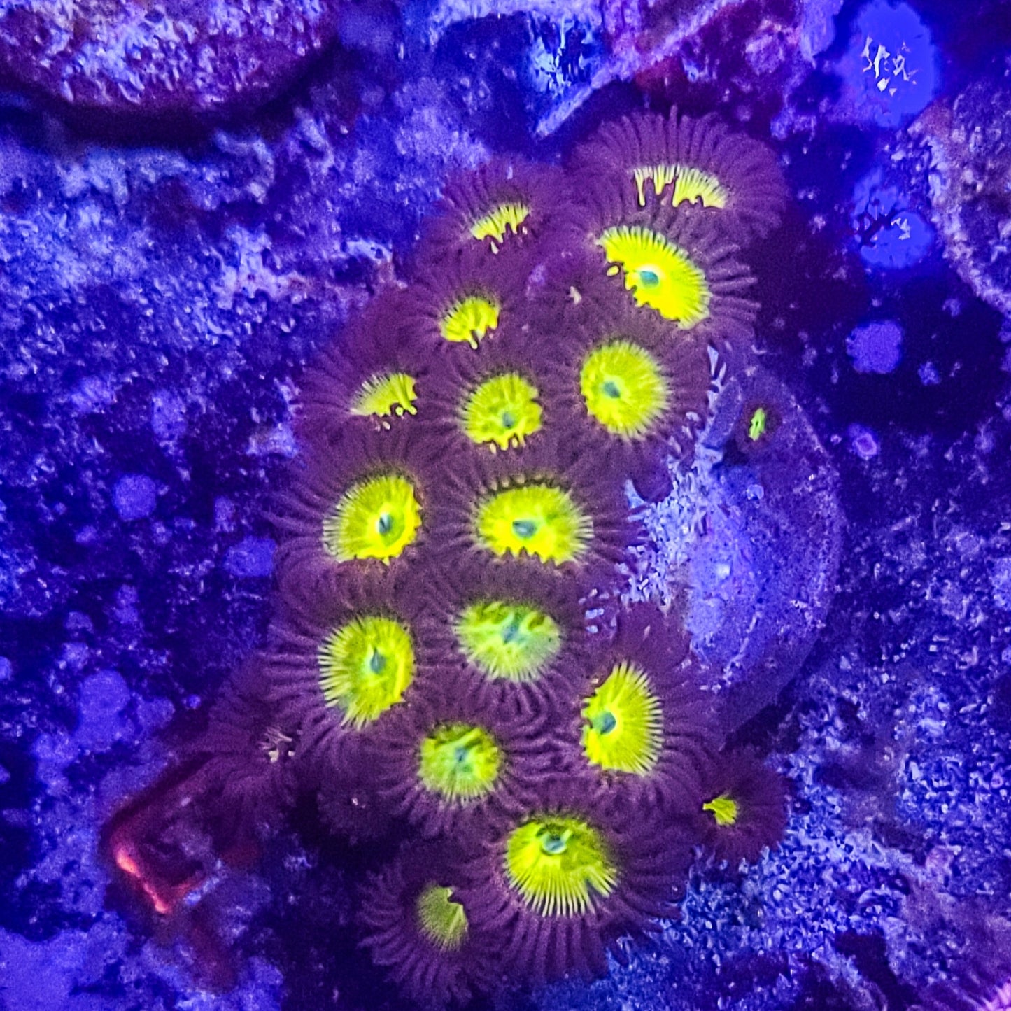 Zoanthid: SA King Midas 022 1F